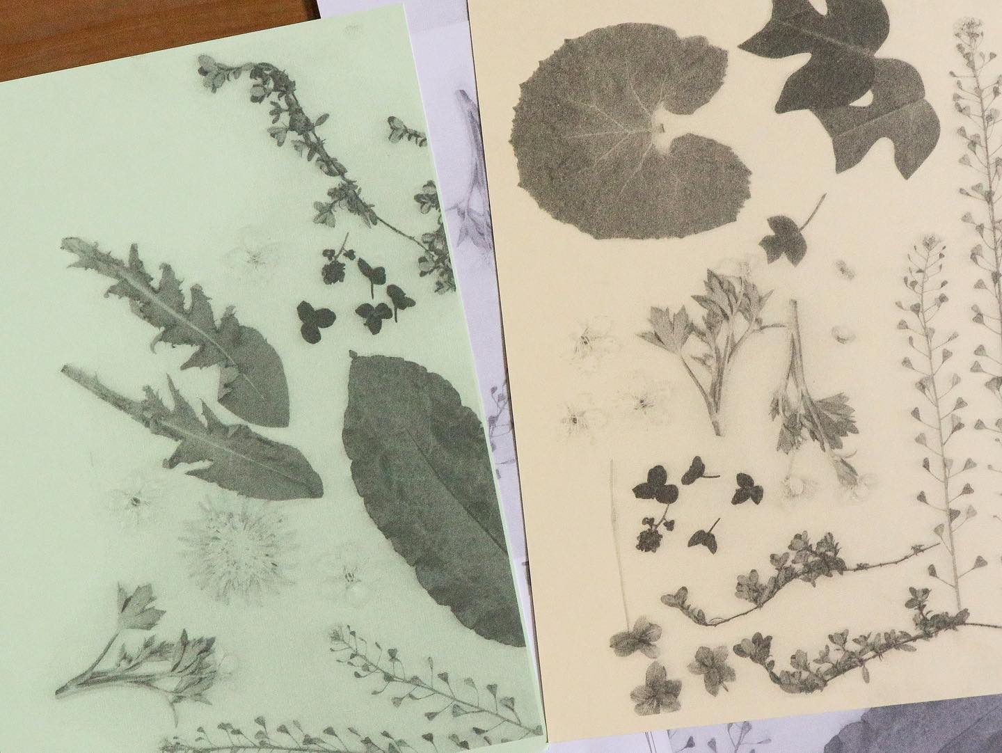 草花のコラージュで作るグリーティングカードとスワッグ・ Botanical Card Workshop